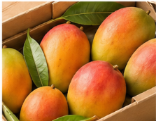 Export Produce
